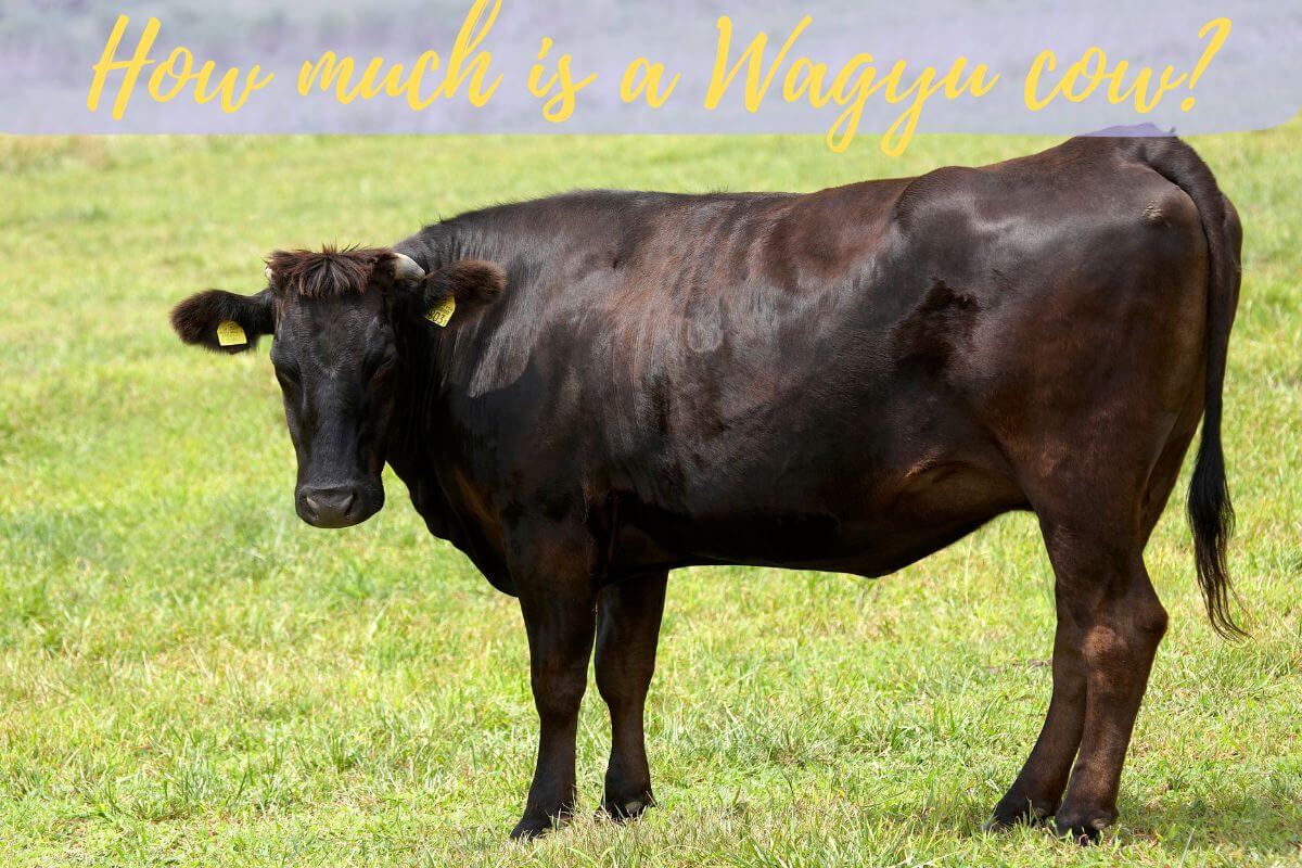 how much is a wagyu cow