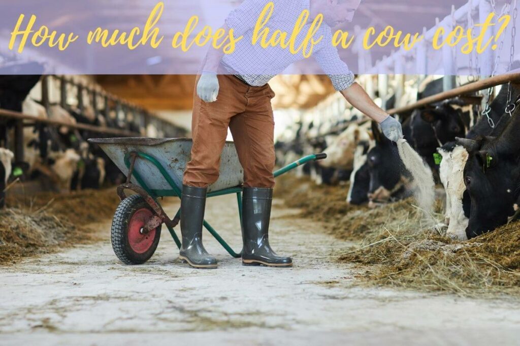 sustainable-eating-how-much-does-half-a-cow-cost