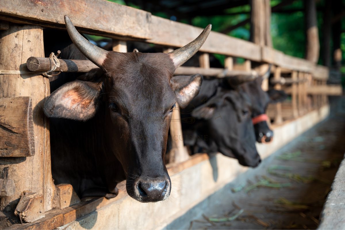 wagyu cows in Japan