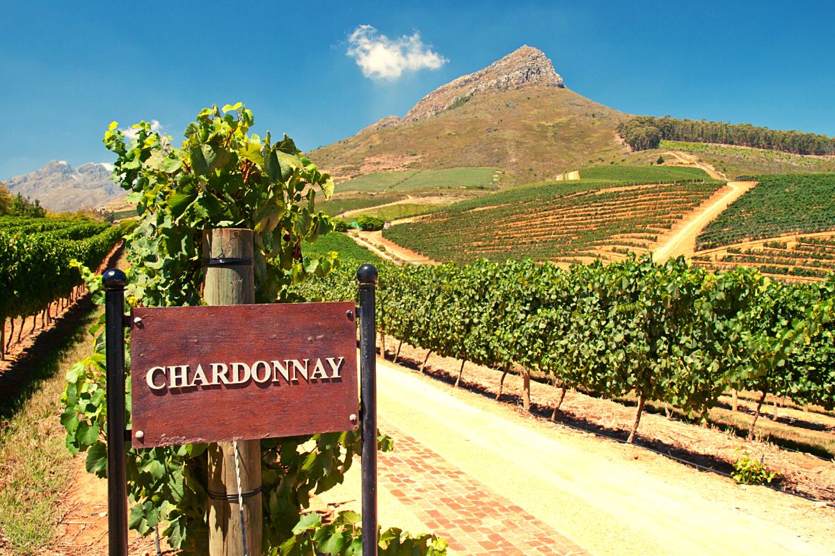 Chardonnay grape fields